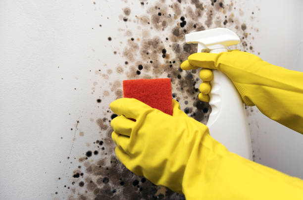 Best DIY Mold Remediation Support Services in Manning, IA