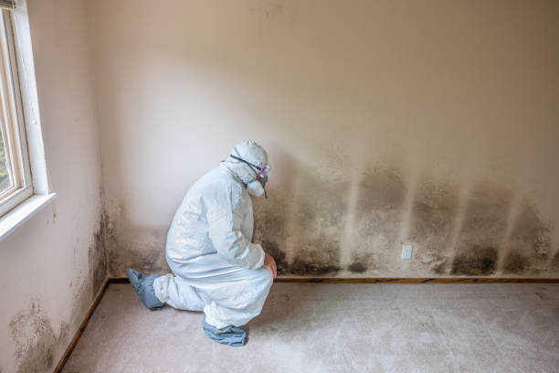 Professional Mold Remediation in Manning, IA